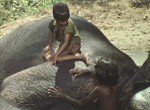 Elephant Boy - image 12