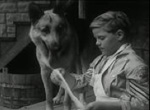 Rin-Tin-Tin - image 3