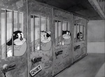 Buddy - image 12